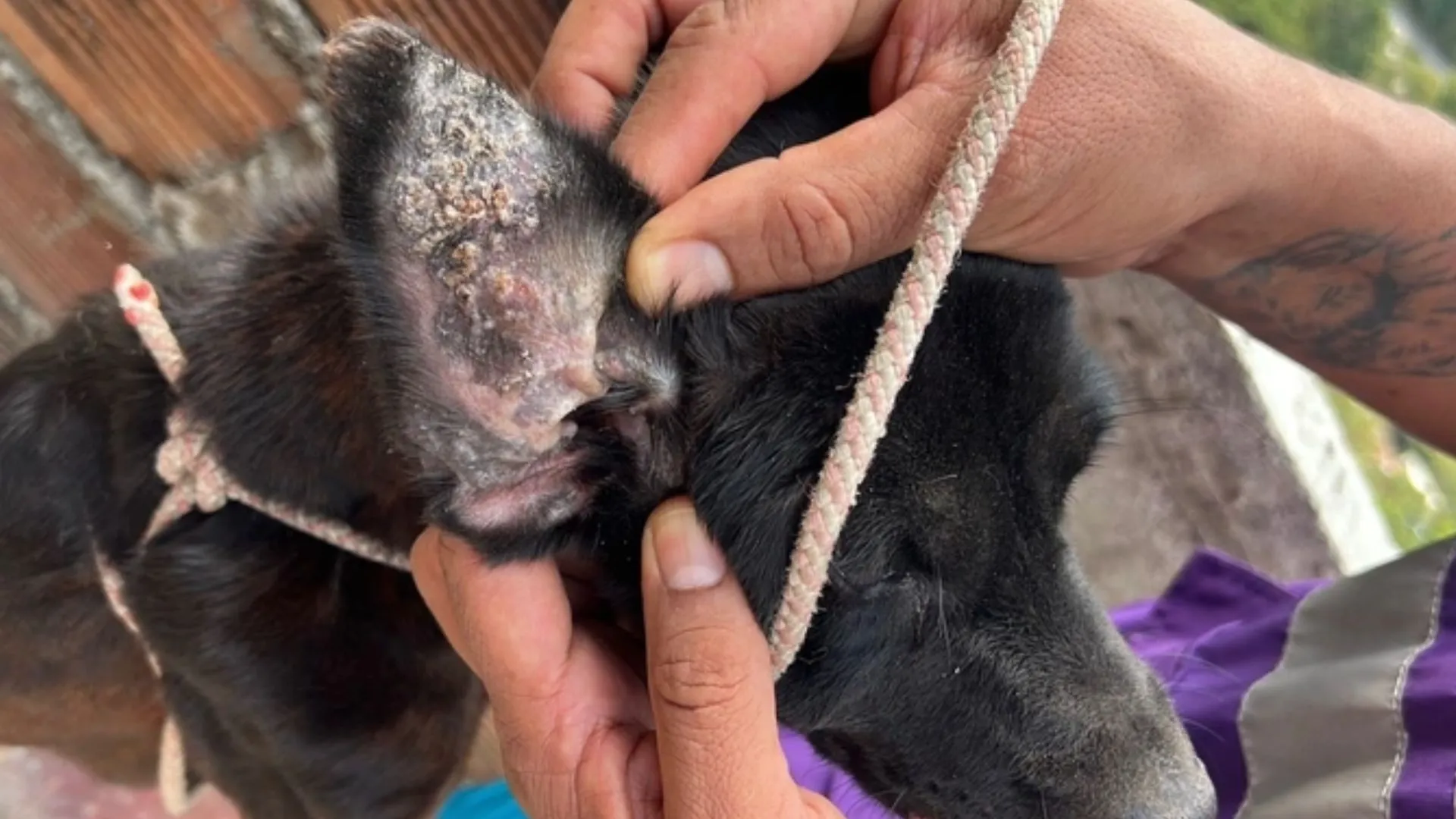 Dos perritas en estado crítico y un canino encadenado: La Uaepa activa ruta de protección por maltrato en Cali