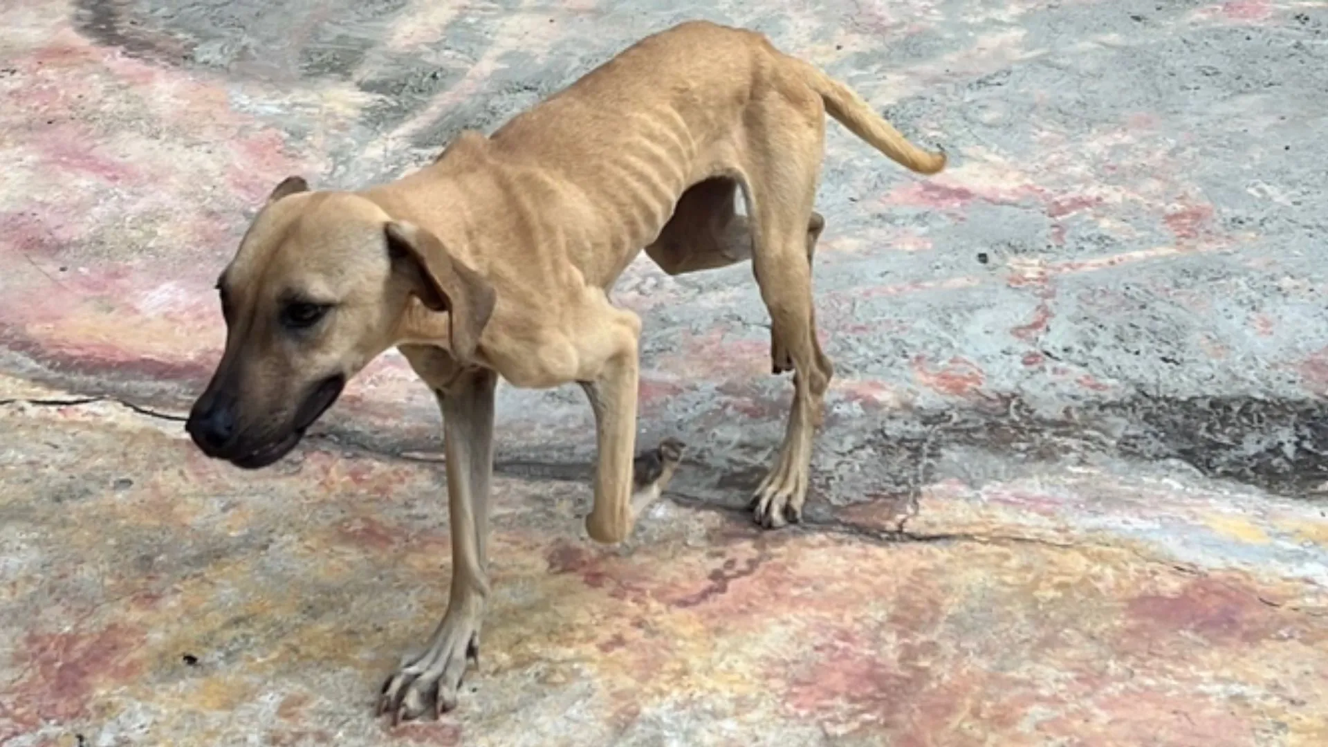 Dos perritas en estado crítico y un canino encadenado: La Uaepa activa ruta de protección por maltrato en Cali