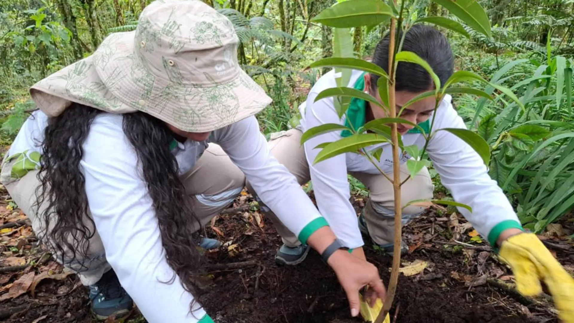 Medellín vuelve a hacer historia: logra por cuarta vez el reconocimiento mundial como Ciudad Árbol