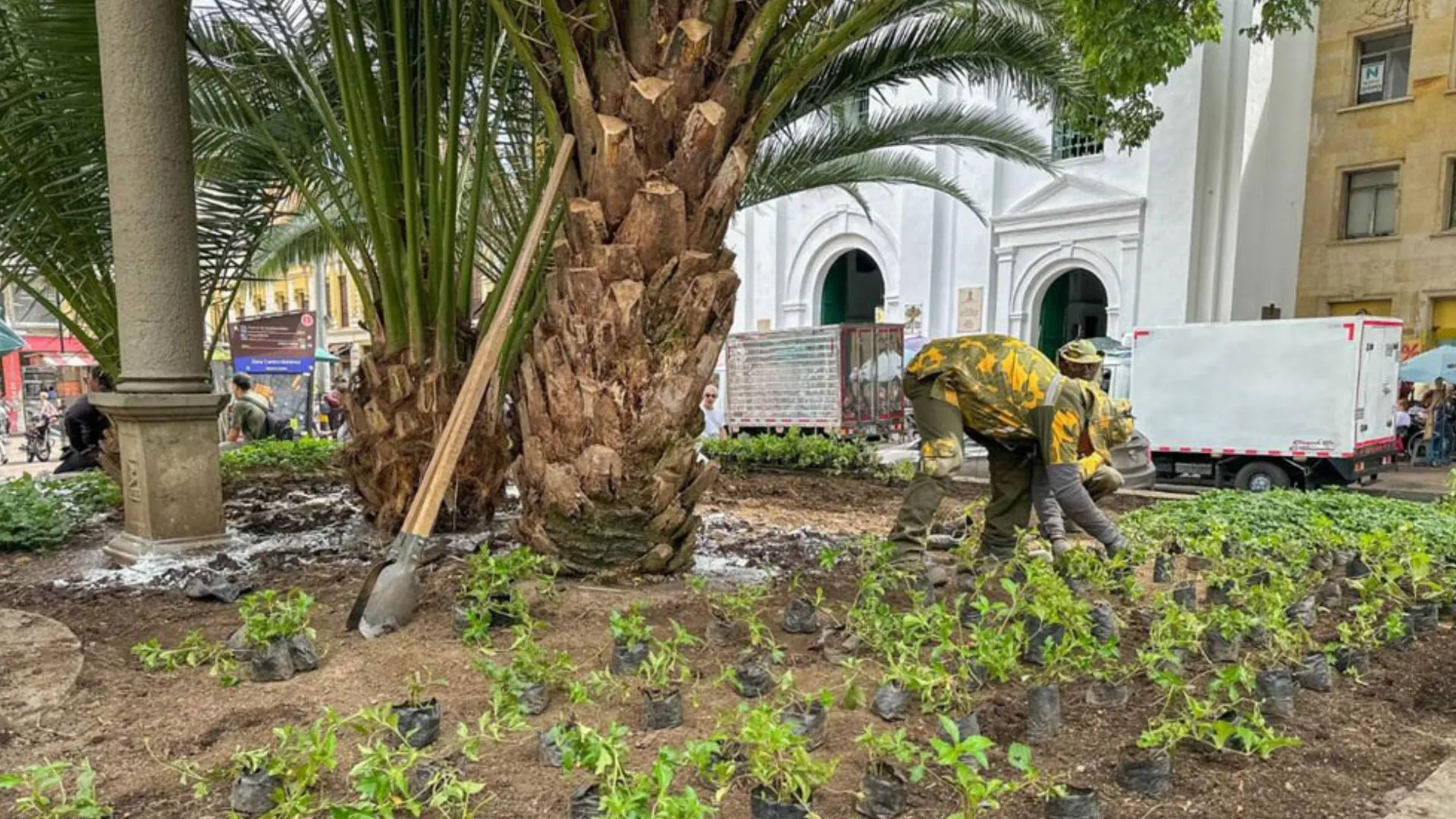 Medellín vuelve a hacer historia: recibe por cuarta vez el reconocimiento mundial como ciudad árbol