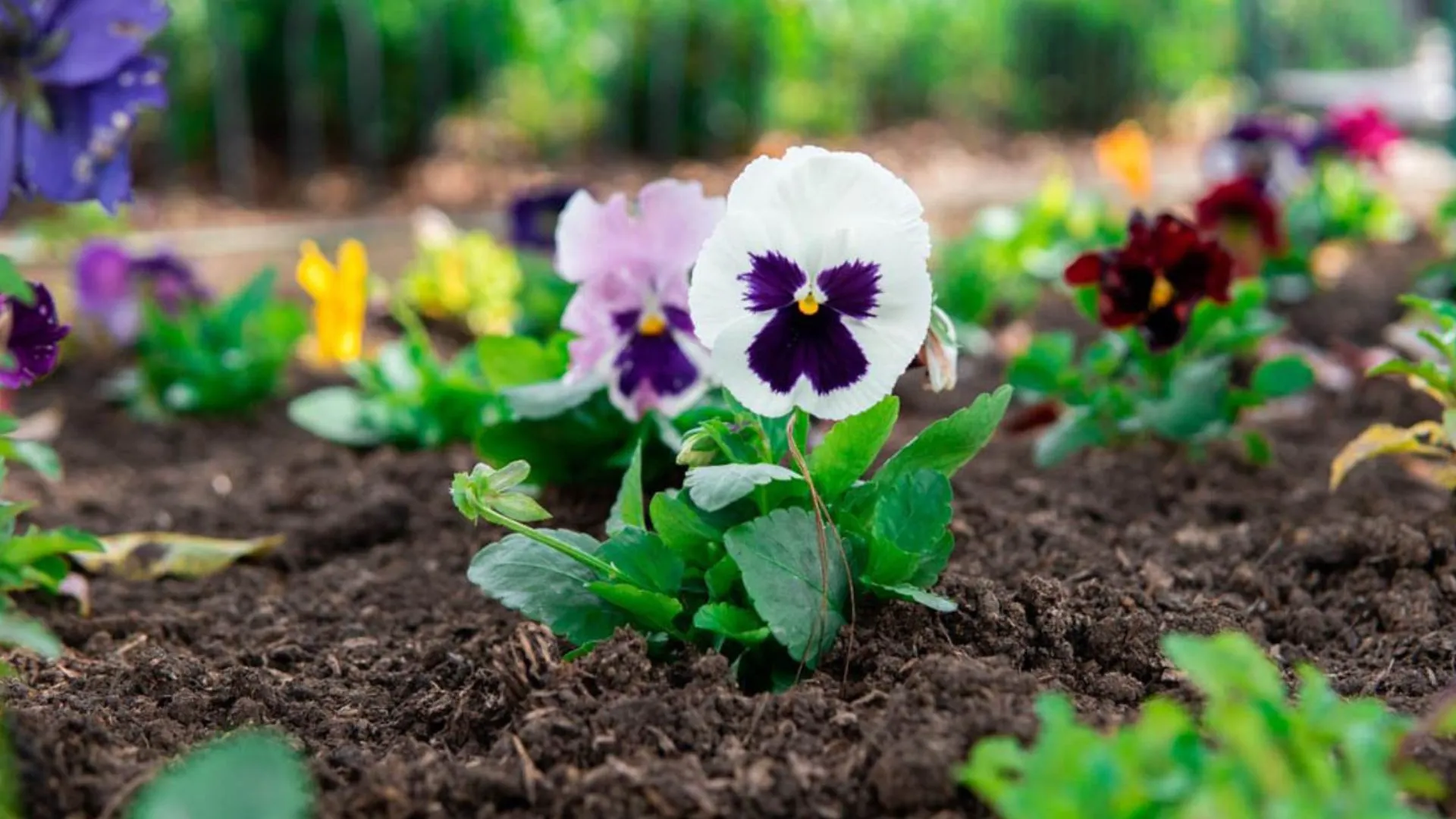 Medellín vuelve a hacer historia: recibe por cuarta vez el reconocimiento mundial como ciudad árbol