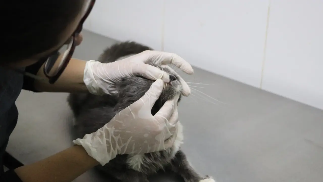 ¡No se quede sin saber qué hacer! Medellín lanza curso gratis para aprender a salvarle la vida a su mascota