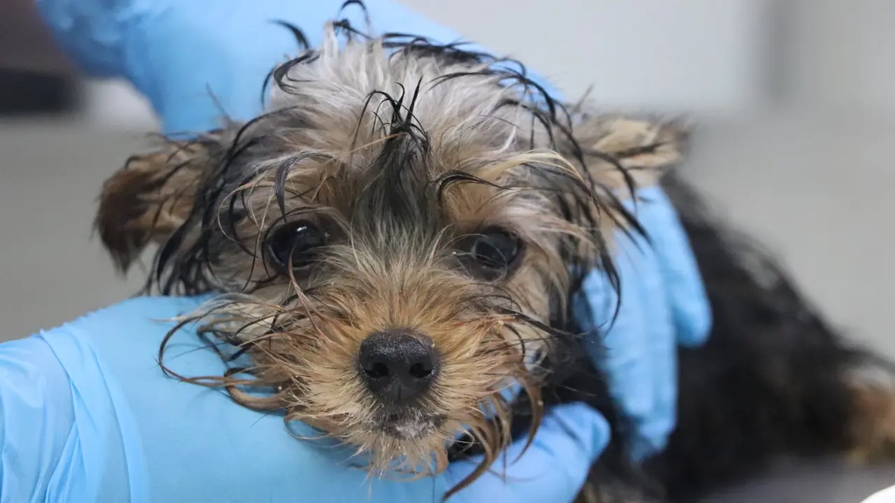 ¡No se quede sin saber qué hacer! Medellín lanza curso gratis para aprender a salvarle la vida a su mascota