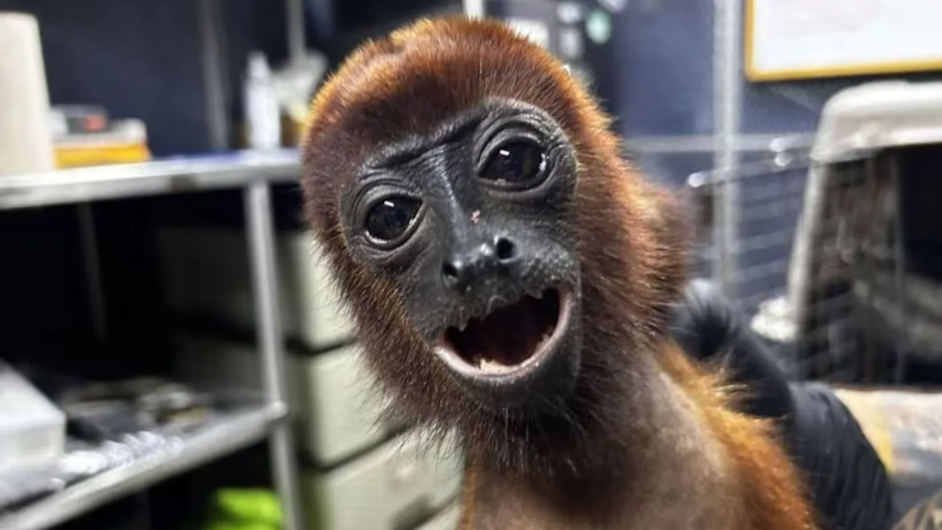 ¡Qué crueldad! Mono aullador murió tras recibir 19 disparos con perdigones en Antioquia