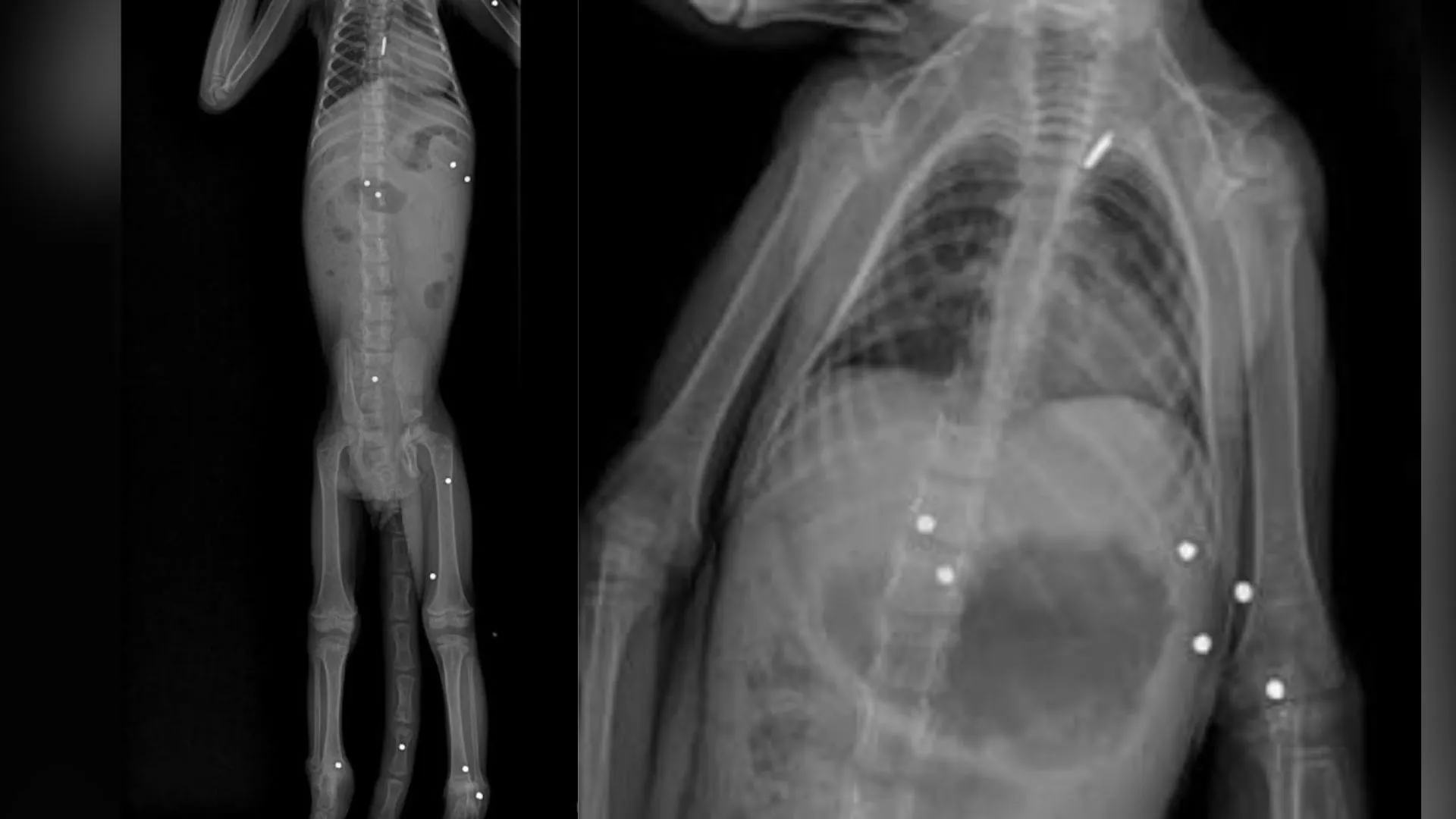 ¡Qué crueldad! Mono aullador murió tras recibir 19 disparos con perdigones en Antioquia