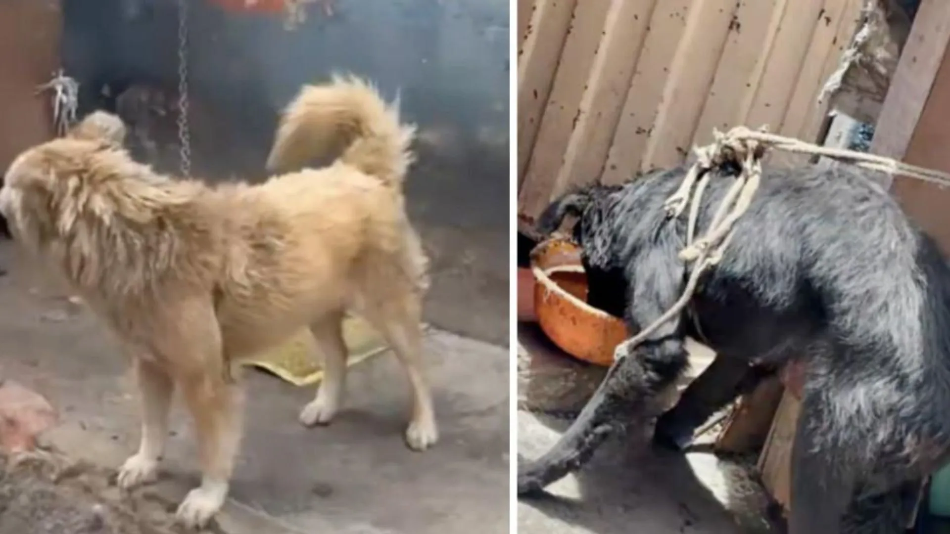 ¡Ya están a salvo! Rescatan a cinco perritos victimas de maltrato en una vivienda de Bogotá