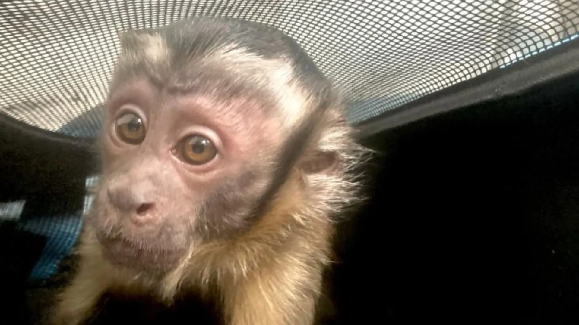 ¡Cárcel y multas millonarias! Semana Santa dejó 30 animales recuperados y seis capturados en la capital