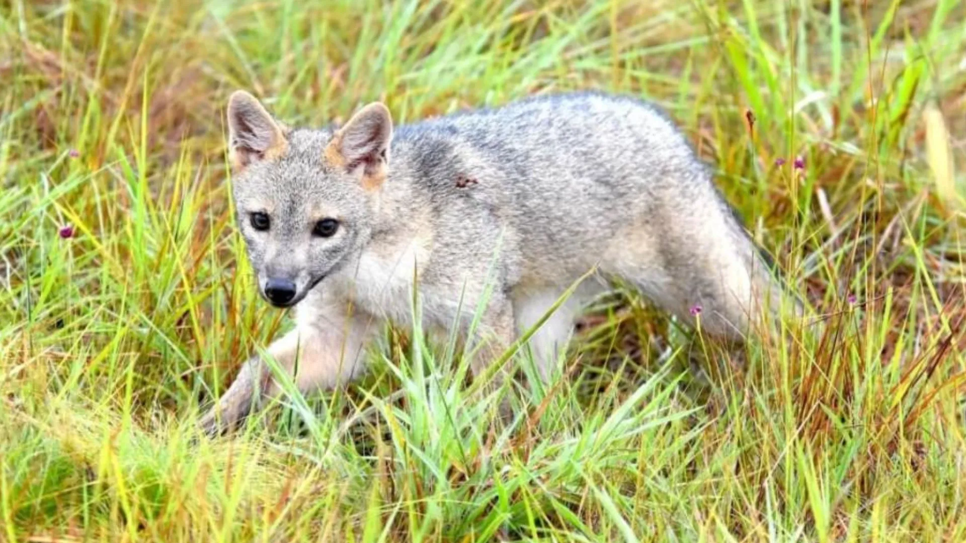 Avistamiento inusual en Bogotá: zorro perruno reaparece en humedal del norte de la ciudad