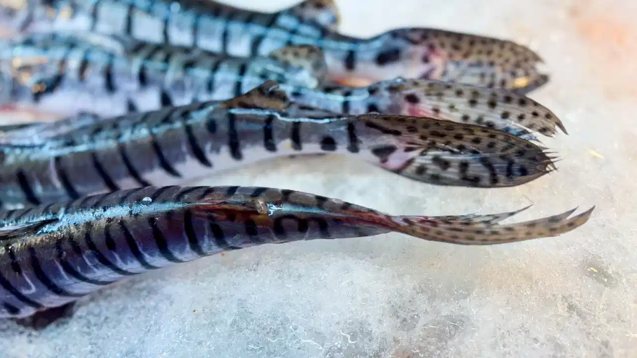 ¡Alerta en Semana Santa! Medellín advierte riesgos por consumo de pescado en mal estado