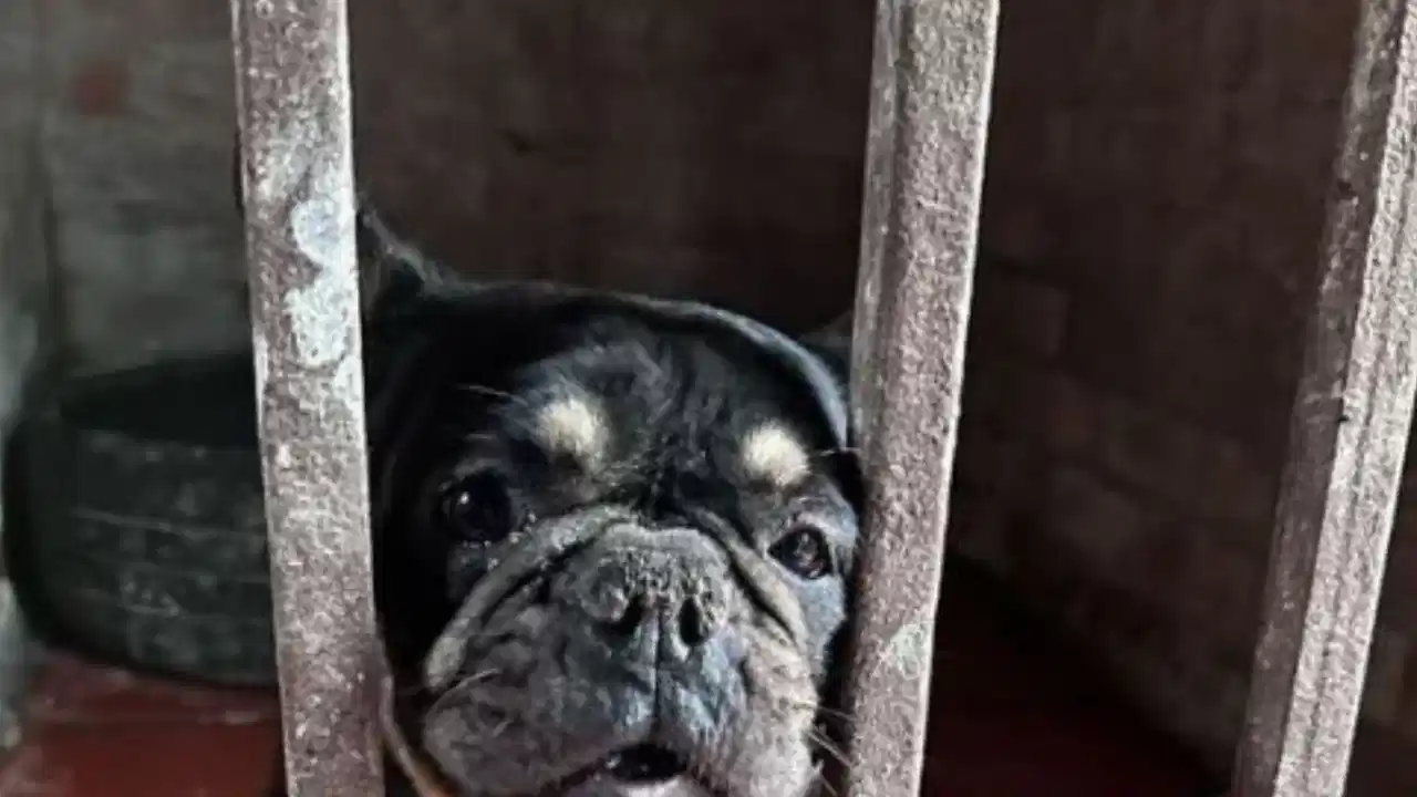 Horror en criadero ilegal: rescatan perros en condiciones deplorables en Bogotá