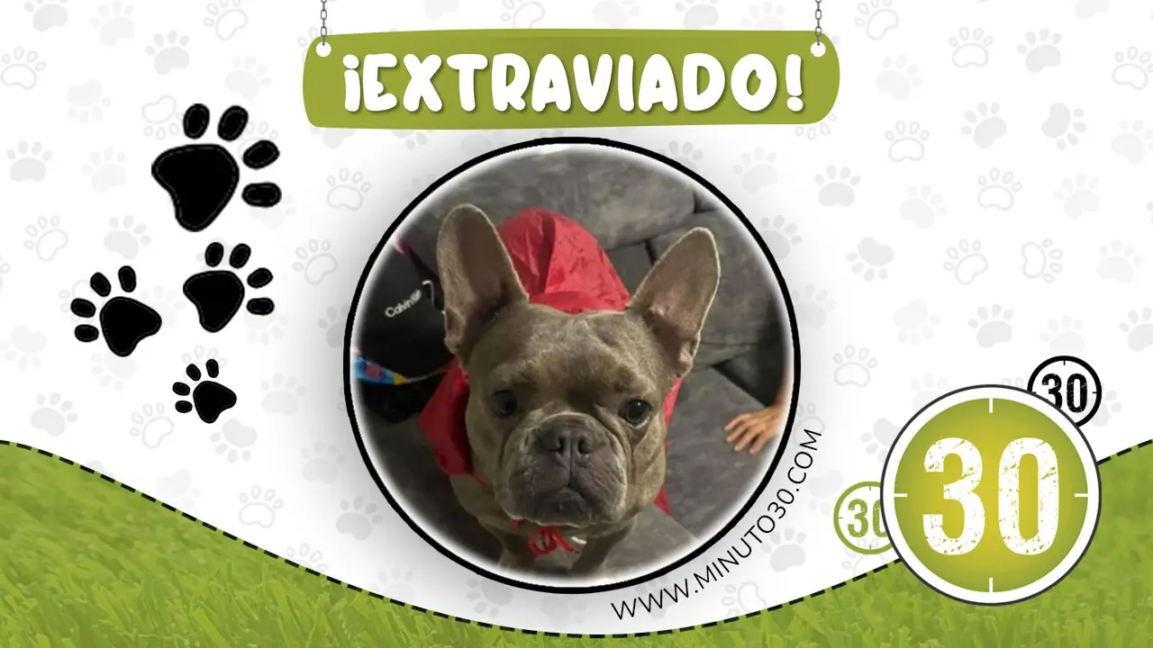 Buscamos a Dusty, un Bulldog Francés extraviado en el barrio Santa Cruz