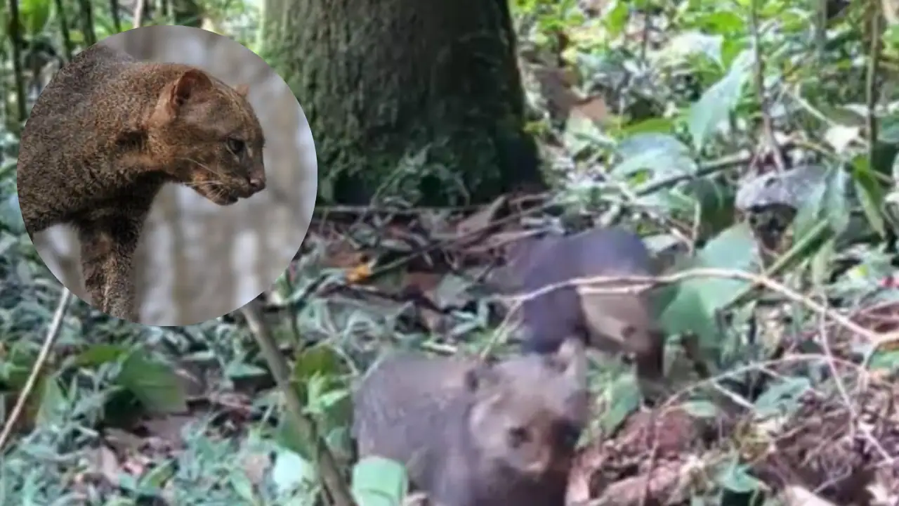 Lo que nadie esperaba: avistaron jaguarundís en zona protegida de Itagüí