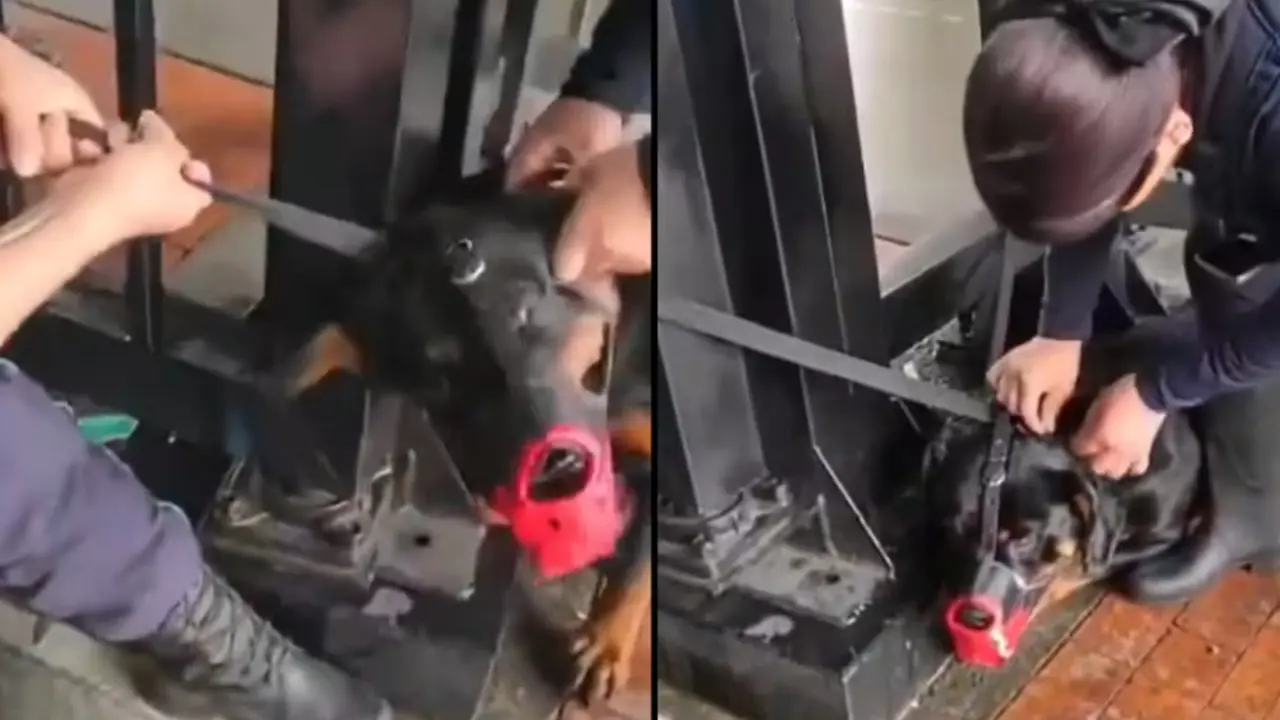 ¡Casi lo ahorcan! TransMilenio se pronuncia por presunto maltrato a un perro en Portal 20 de Julio