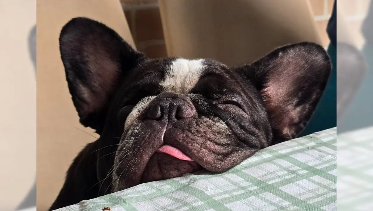 Tu bulldog francés no te abandonará... no importa a donde vayas