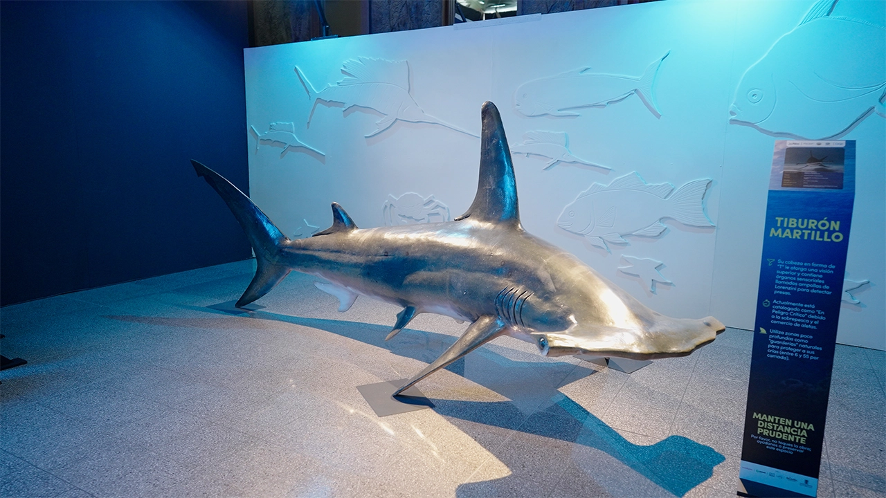 El océano llega a Medellín: Los Molinos la rompió con Manifiesto Megalodón, el parche que todos deben ver 2 3 El oceano llega a Medellin Los Molinos la rompio con Manifiesto Megalodon el parche que todos deben ver