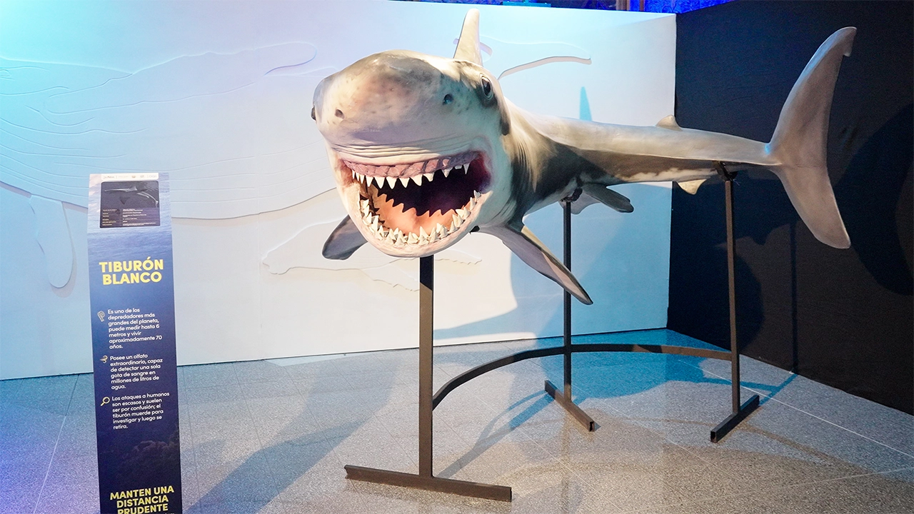 El océano llega a Medellín: Los Molinos la rompió con Manifiesto Megalodón, el parche que todos deben ver 1 4 El oceano llega a Medellin Los Molinos la rompio con Manifiesto Megalodon el parche que todos deben ver