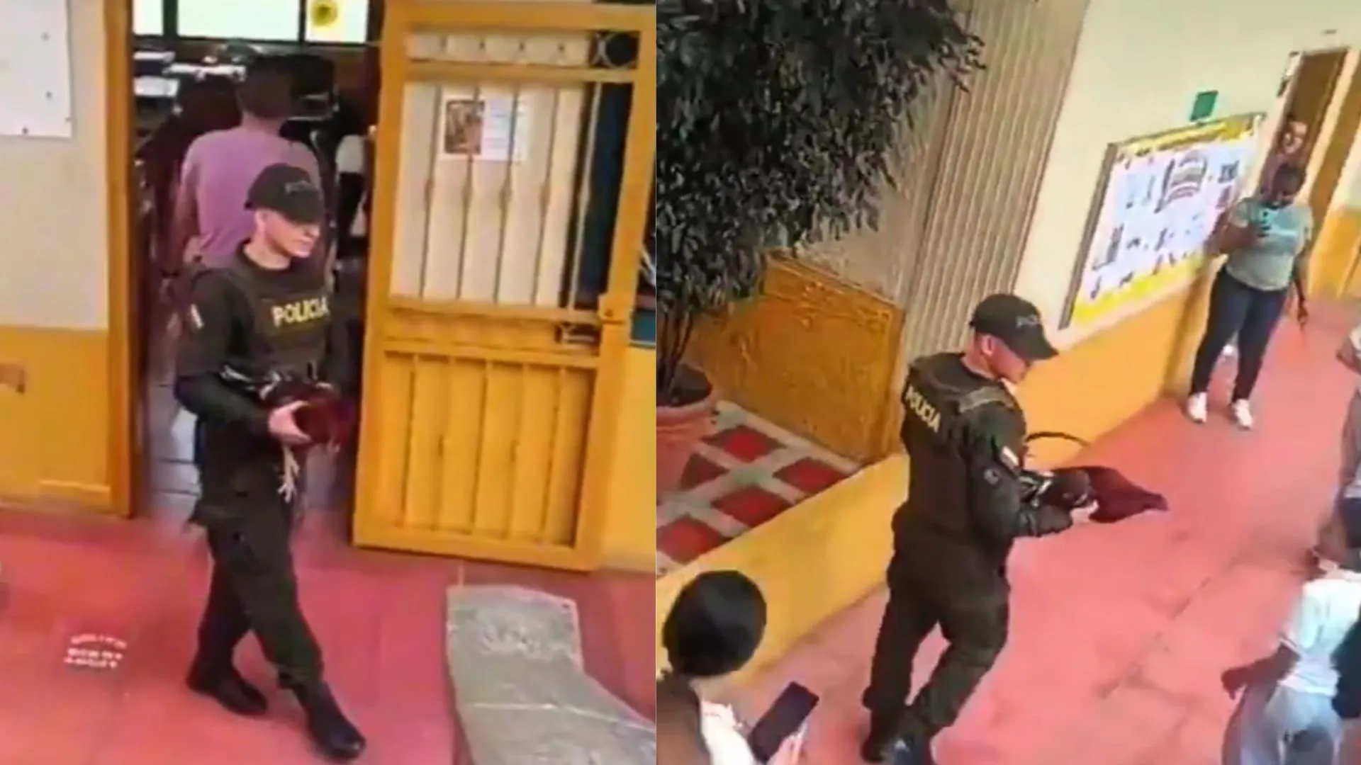 ¡Insólito en Andes! Se robaron a ‘Claudio’, el gallo de un colegio, y la Policía lo recuperó tras operativo