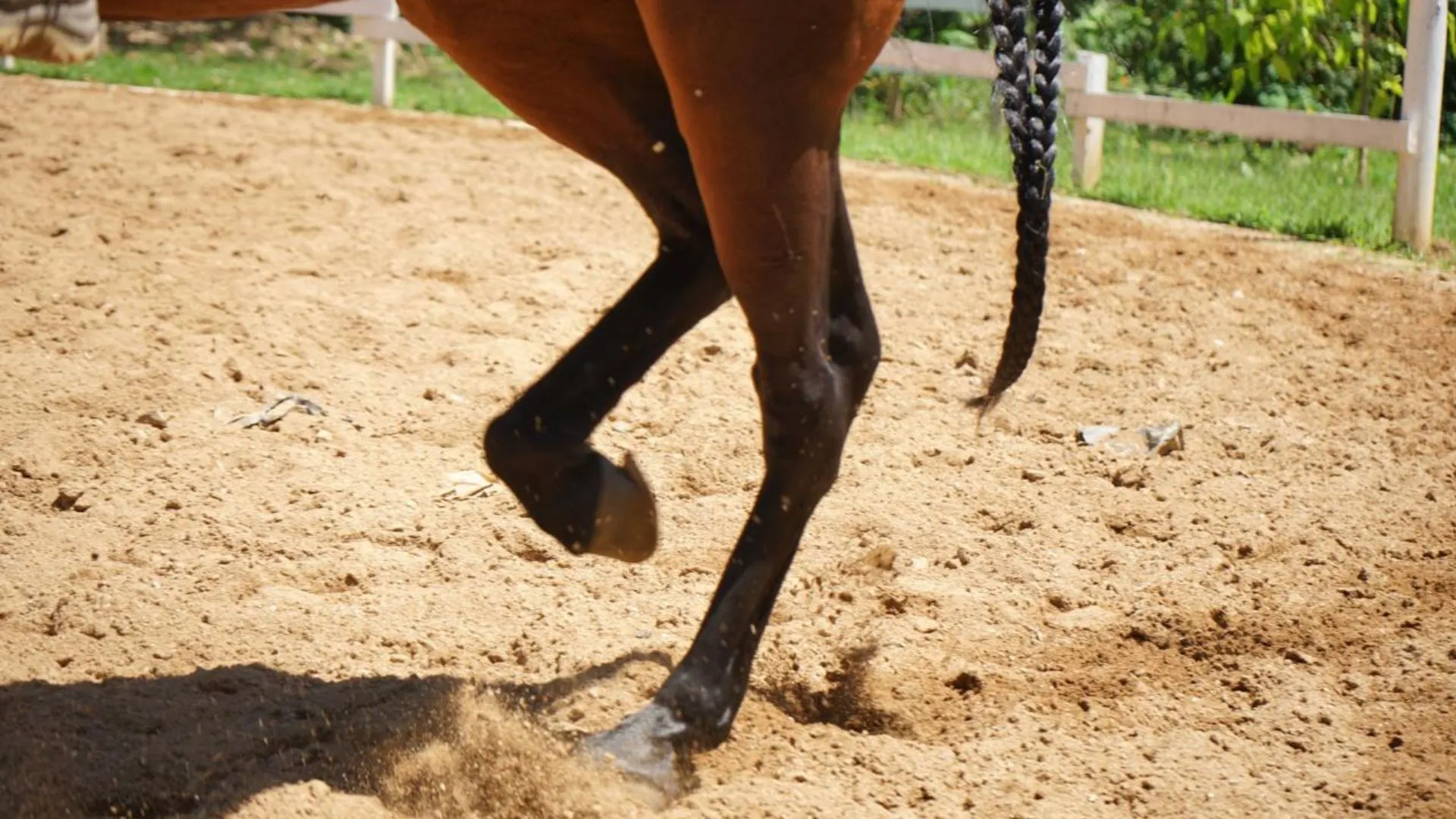 ¡El Retiro le apuesta a su tradición! Inauguran nuevo espacio para entrenamiento de caballos 6 ¡El Retiro le apuesta a su tradición! Inauguran nuevo espacio para entrenamiento de caballos
