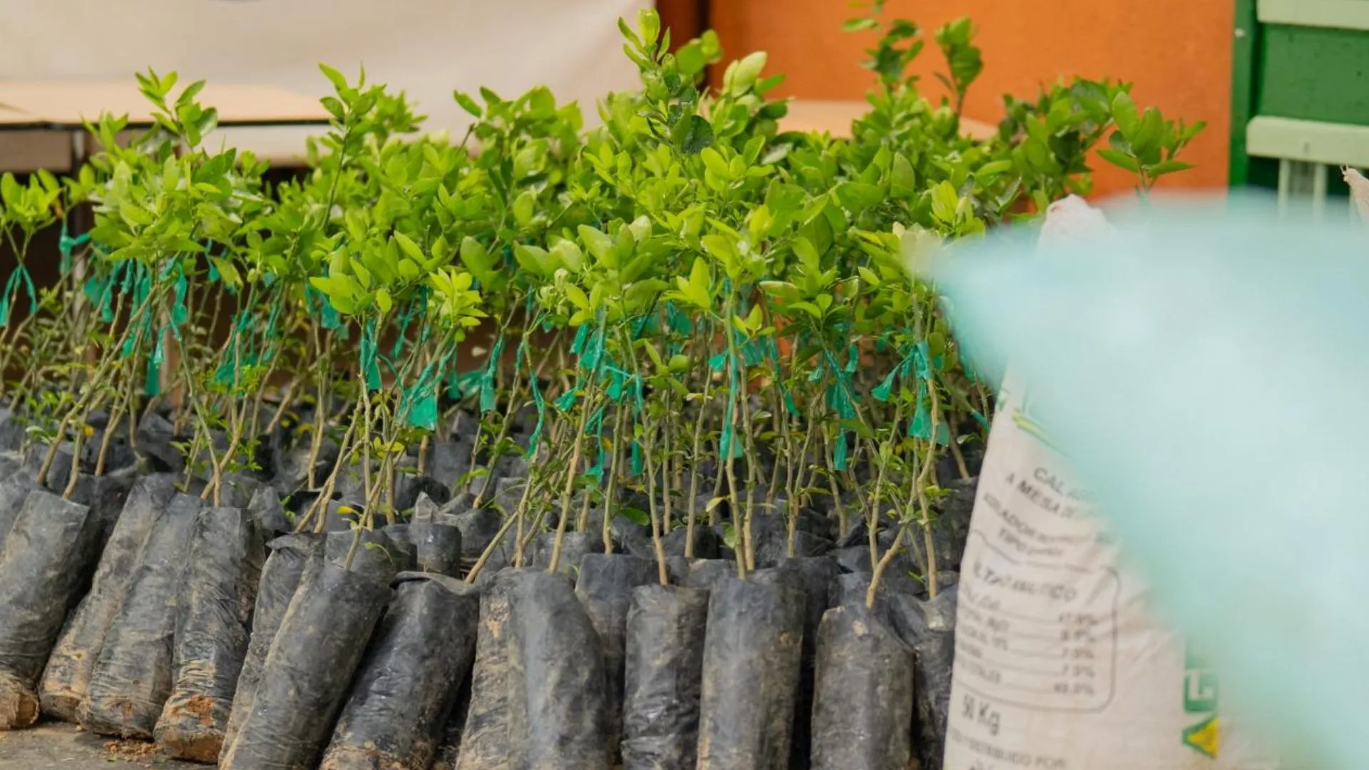 ¡Sonsón le apuesta a la exportación! Más de 6.600 árboles de limón Tahití impulsarán el campo y la economía 4 ¡Sonsón le apuesta a la exportación! Más de 6.600 árboles de limón Tahití impulsarán el campo y la economía