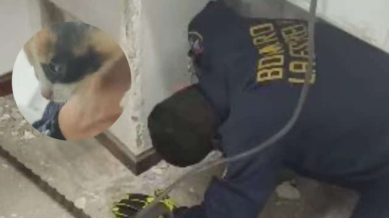 Gatito pasó tres días atrapado dentro de una pared y bomberos tuvieron que romperla para salvarlo