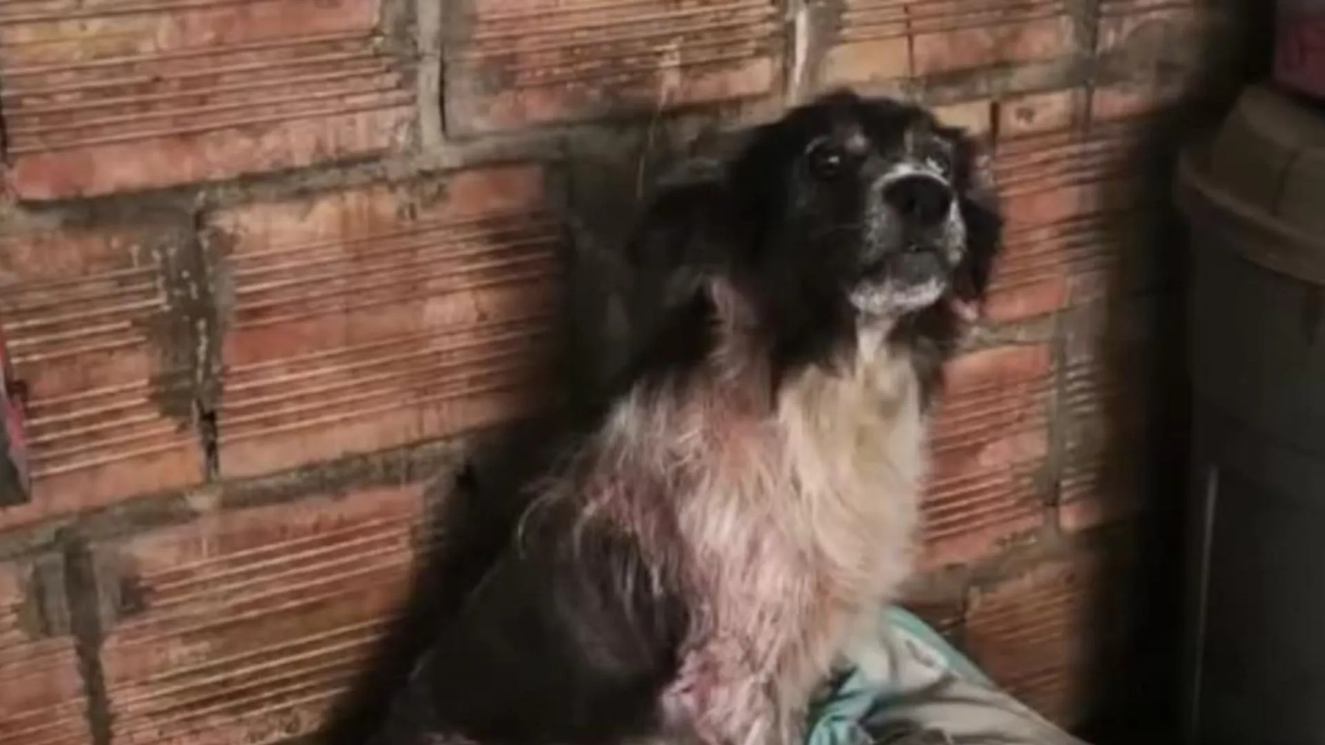 ¡Indignante! Rescatan a perrita geronte que vivía encerrada y en malas condiciones en Fontibón