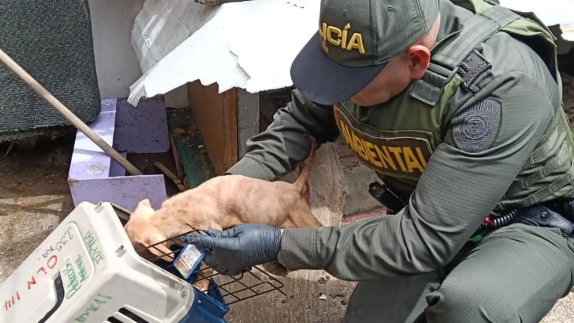 ¡Alimentados con comida en descomposición! Rescatan a 12 perritos de presunto criadero ilegal en Bogotá