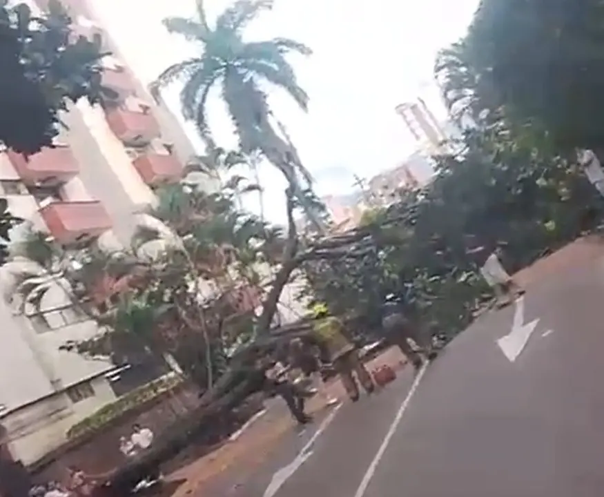 árbol de laurel