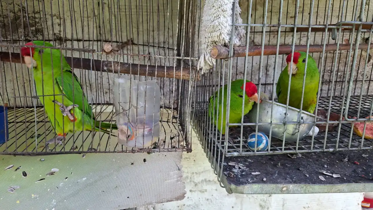Seis aves silvestres fueron recuperadas en Antioquia en medio de operativos ambientales
