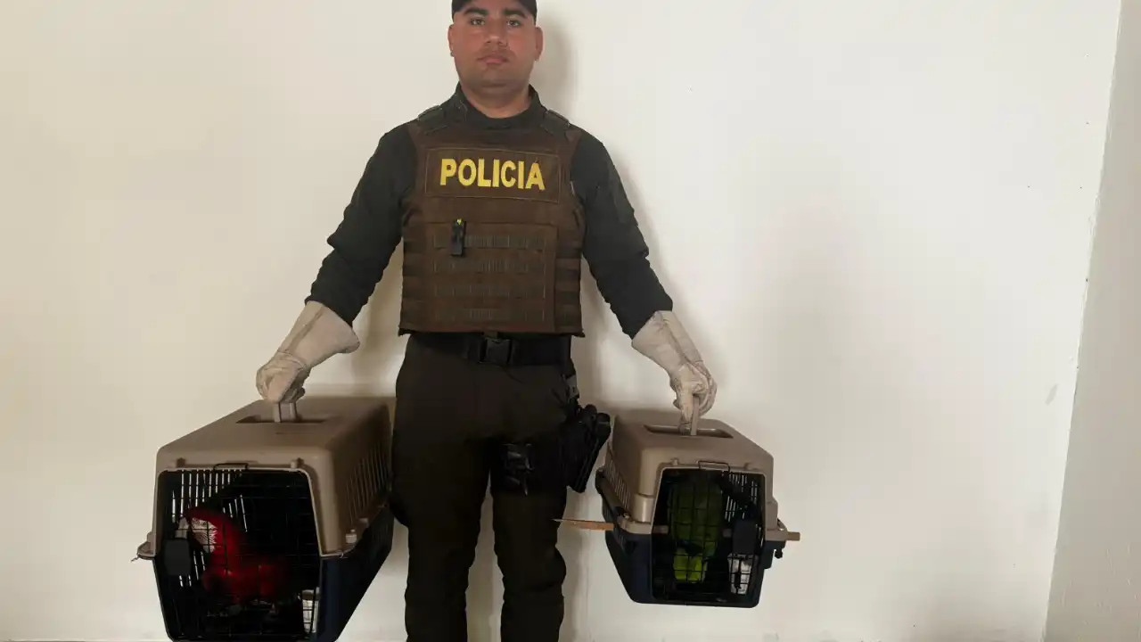 Seis aves silvestres fueron recuperadas en Antioquia en medio de operativos ambientales
