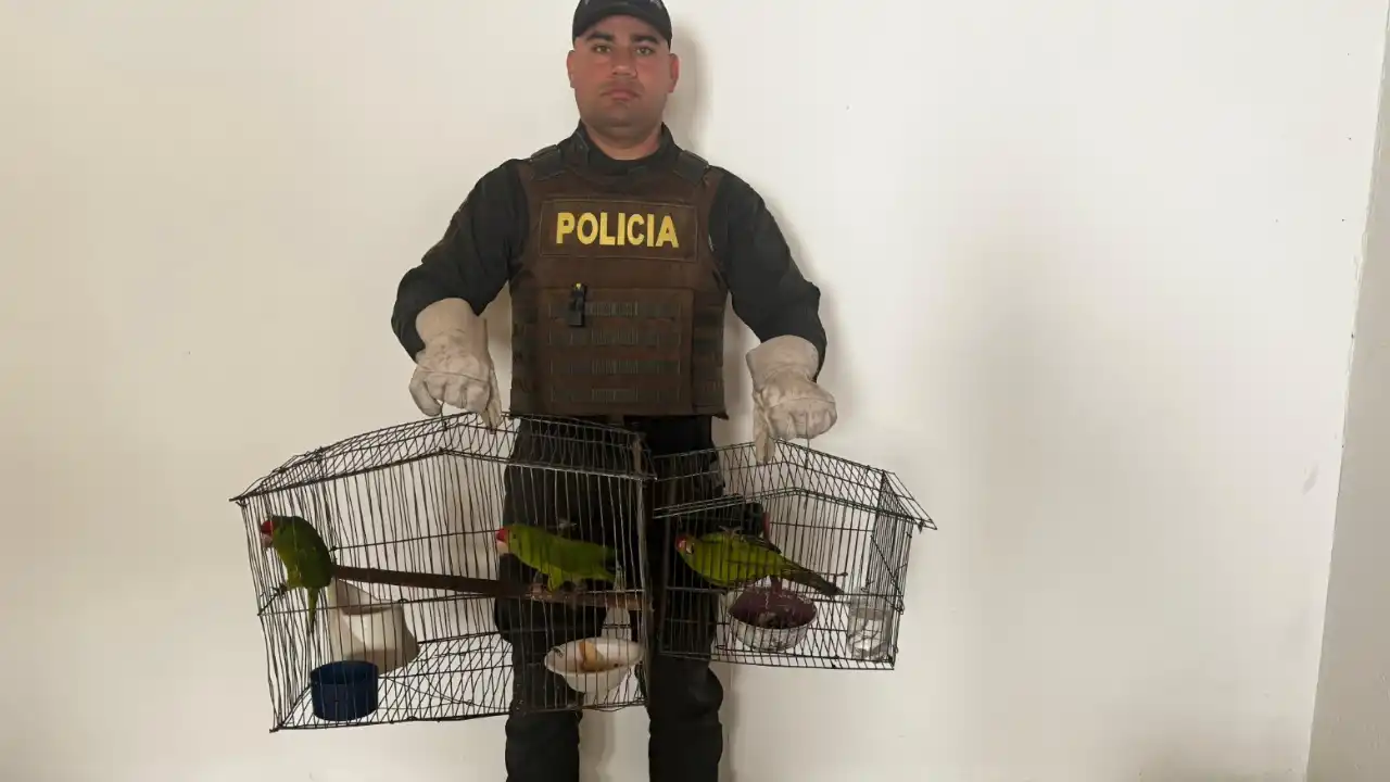 Seis aves silvestres fueron recuperadas en Antioquia en medio de operativos ambientales