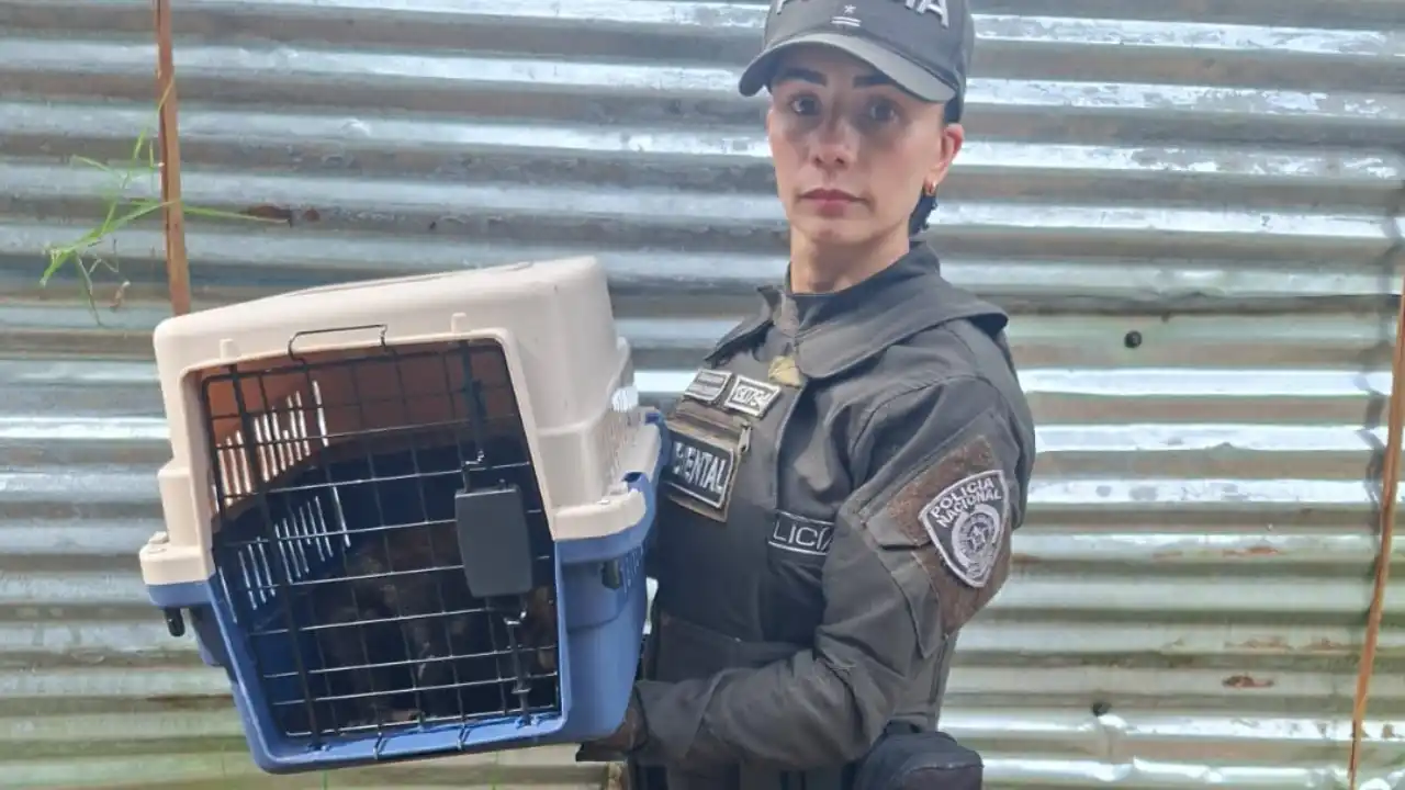 Rescatan zarigüeyas, iguanas y aves silvestres en operativos de Antioquia 3 Rescatan zarigüeyas, iguanas y aves silvestres en operativos de Antioquia
