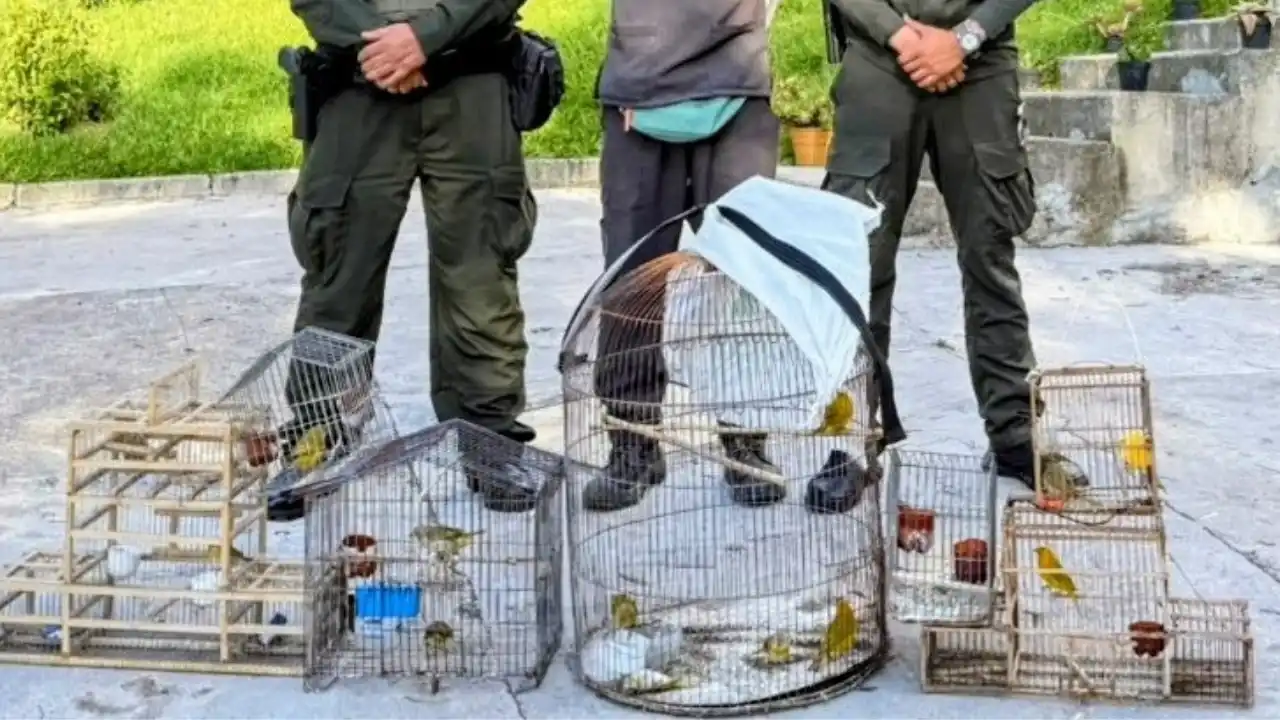 Rescatan zarigüeyas, iguanas y aves silvestres en operativos de Antioquia 2 Rescatan zarigüeyas, iguanas y aves silvestres en operativos de Antioquia