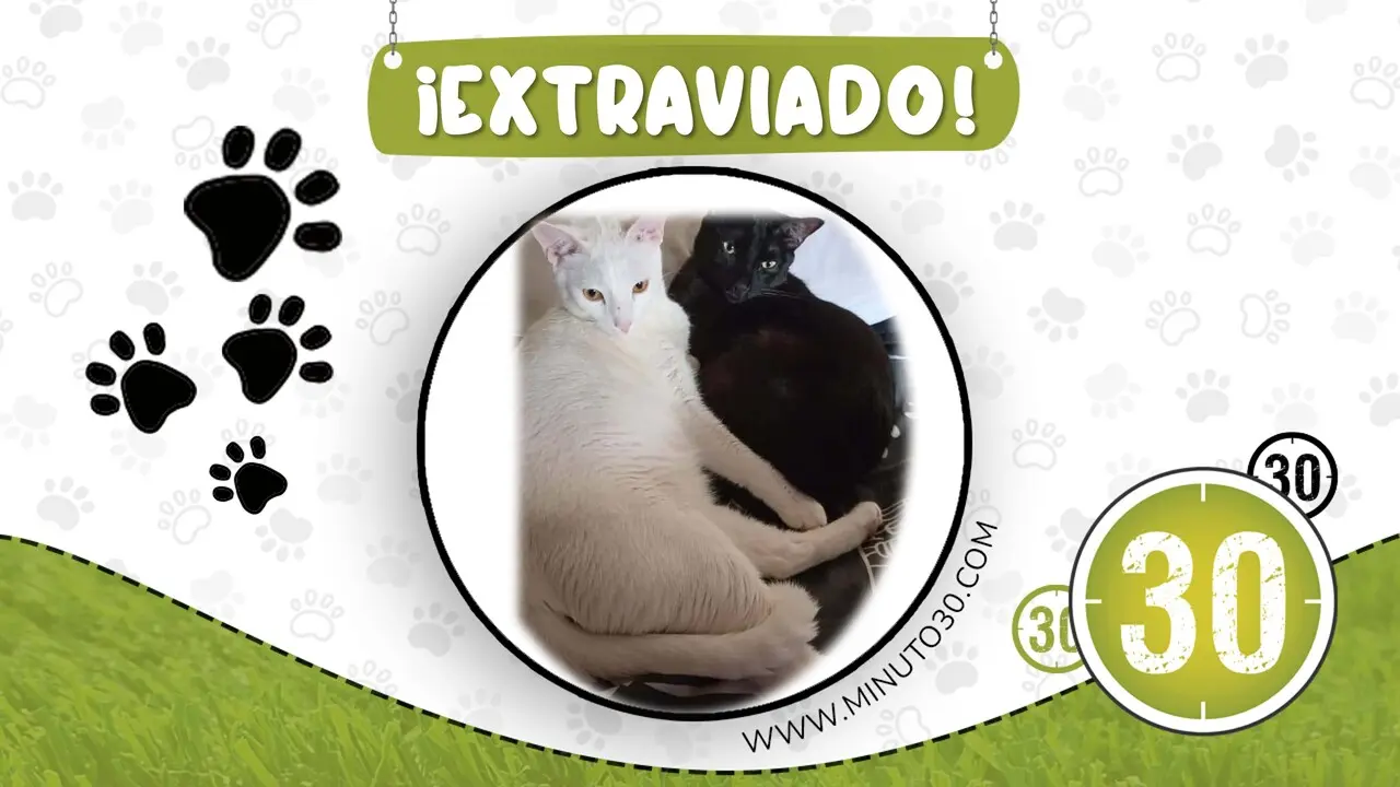 ¿Has visto estos lindos gatitos? Se perdieron en el Popular 2 y su familia los busca