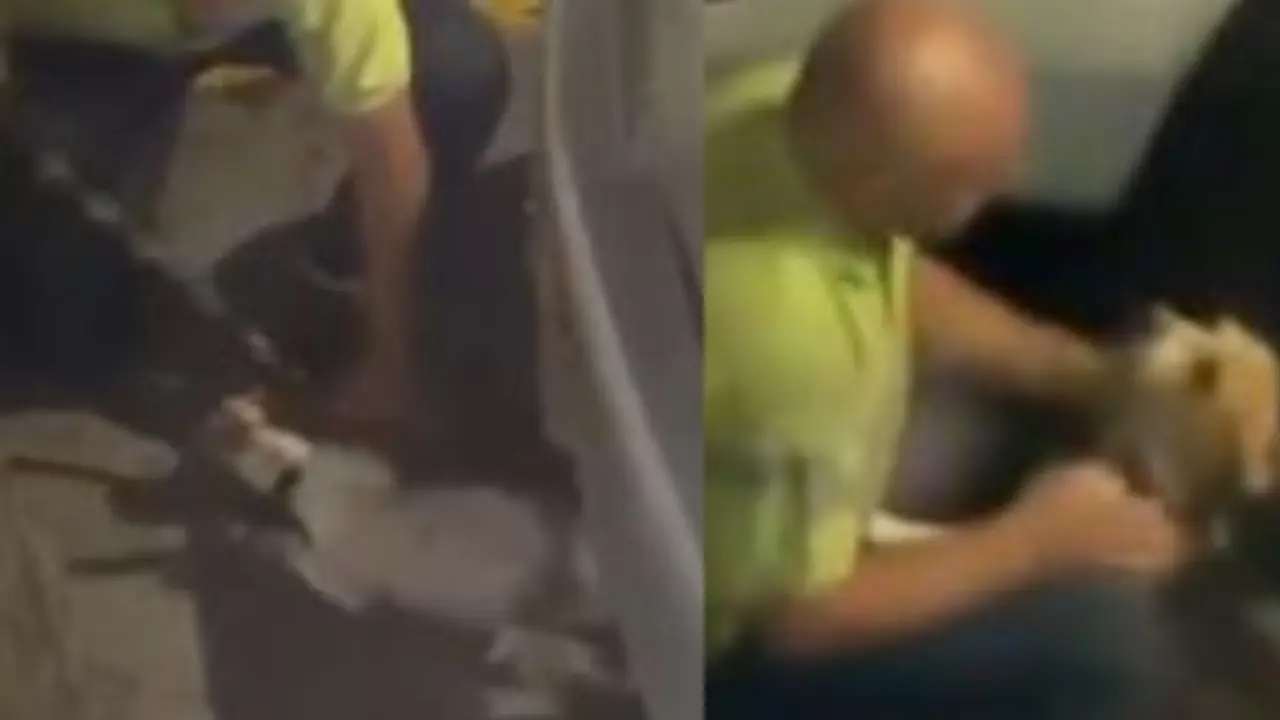 ¡Casi lo ahorca! Piden rescatar a un perro tras denuncia de grave maltrato en Bogotá