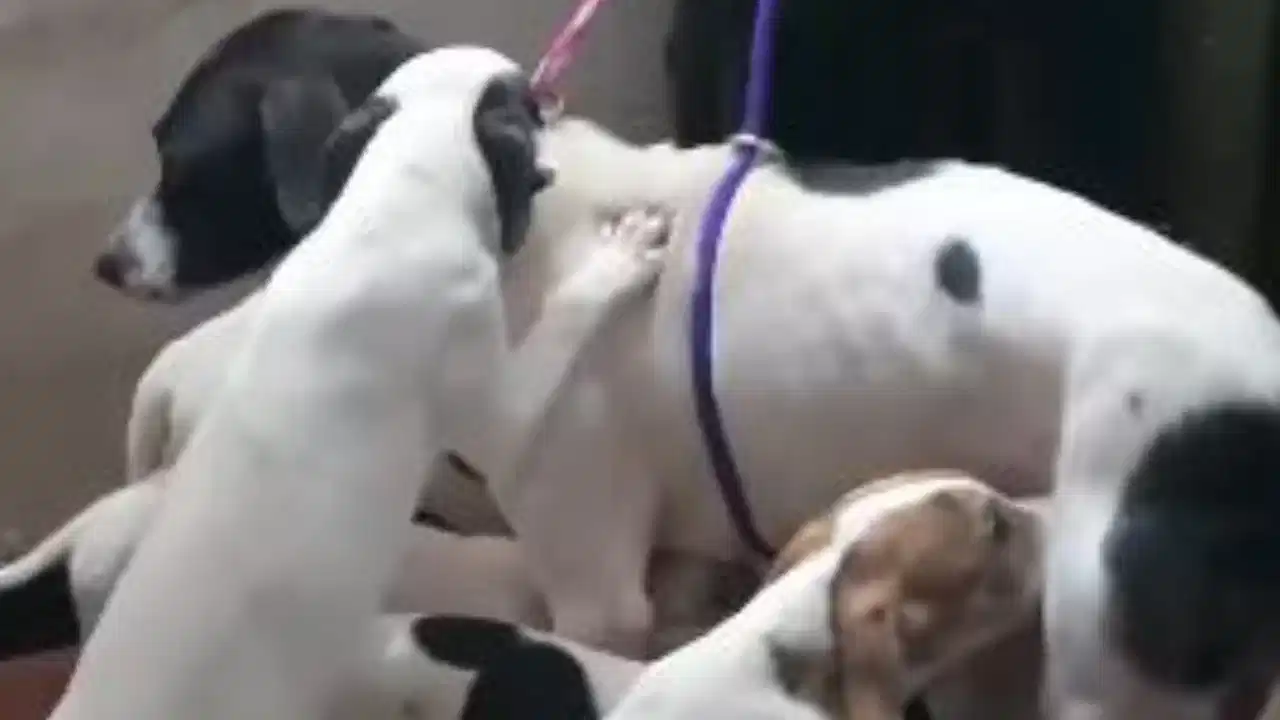Los tenían en el abandono: rescatan perrita y 7 cachorros en Itagüí