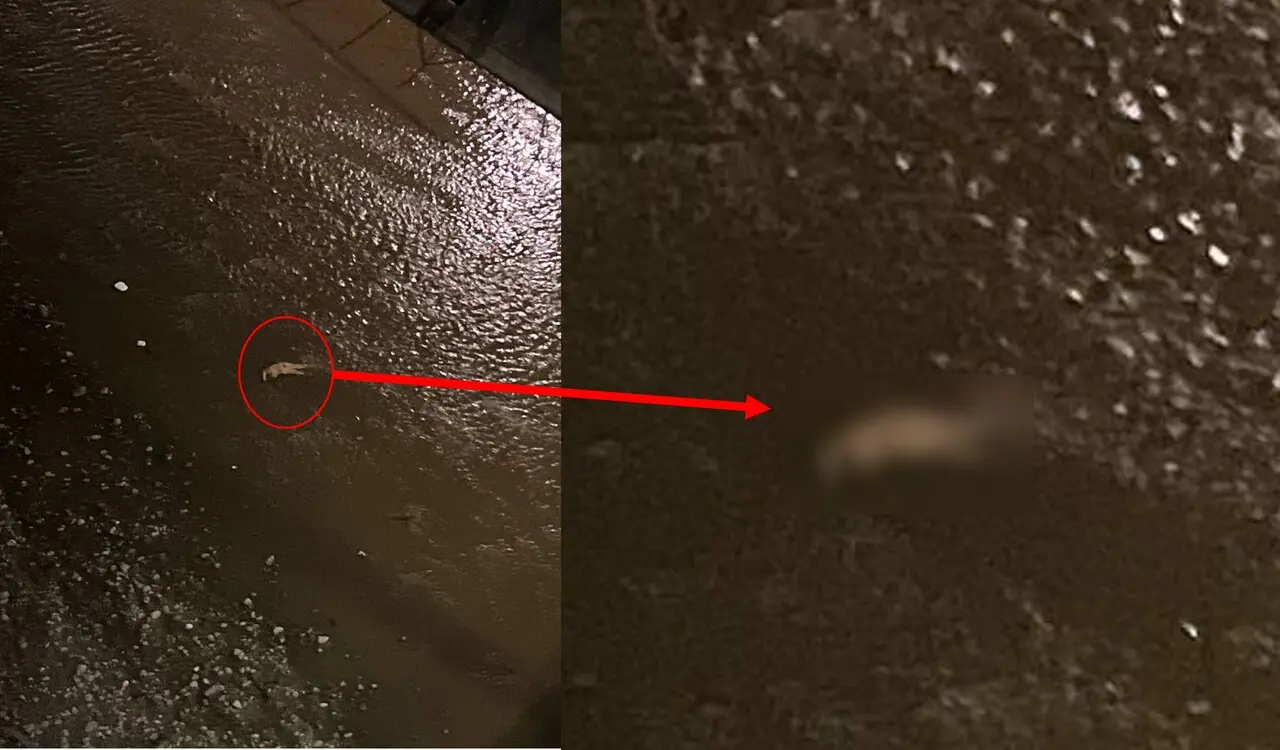 ¡Alarma en Medellín! Hallan los cuerpos de dos mujeres en el río en menos de 12 horas 2 mujer rio medellin madrugada 29