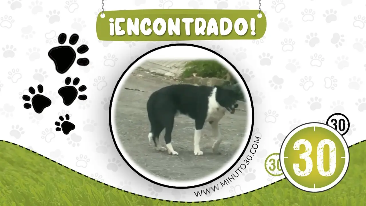 perrito deambula en loma de los bernal