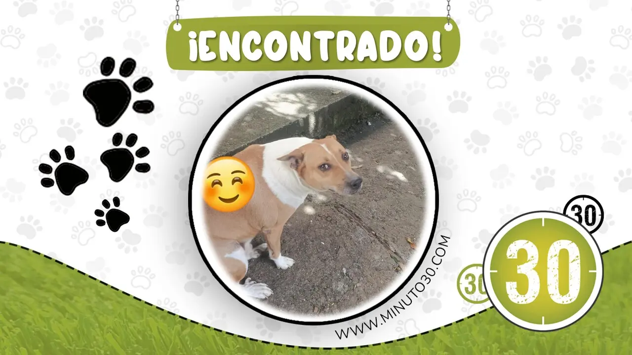 perrito encontrado en enciso