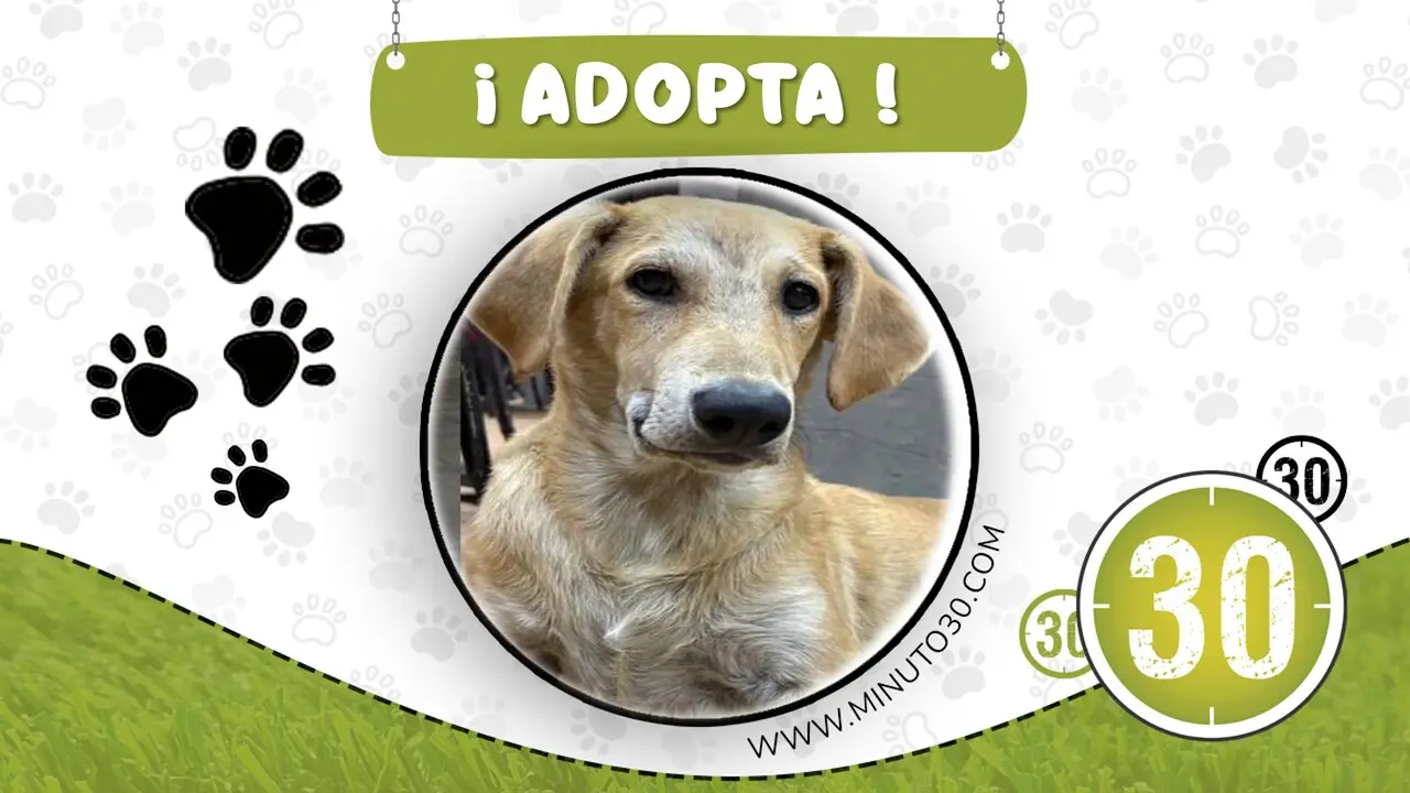 Perrito en grave riesgo necesita salir de las calles hoy mismo: ¿lo adoptas?
