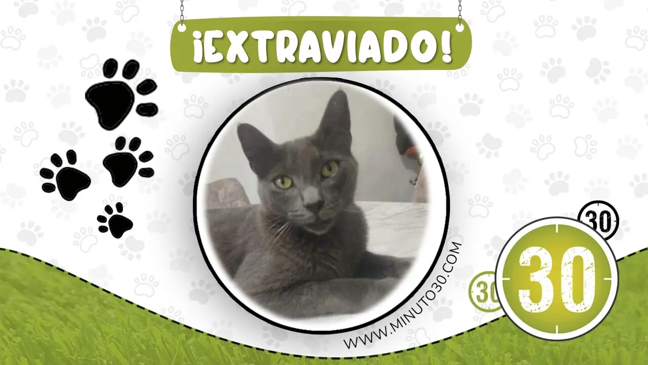 ramon gatico perdido