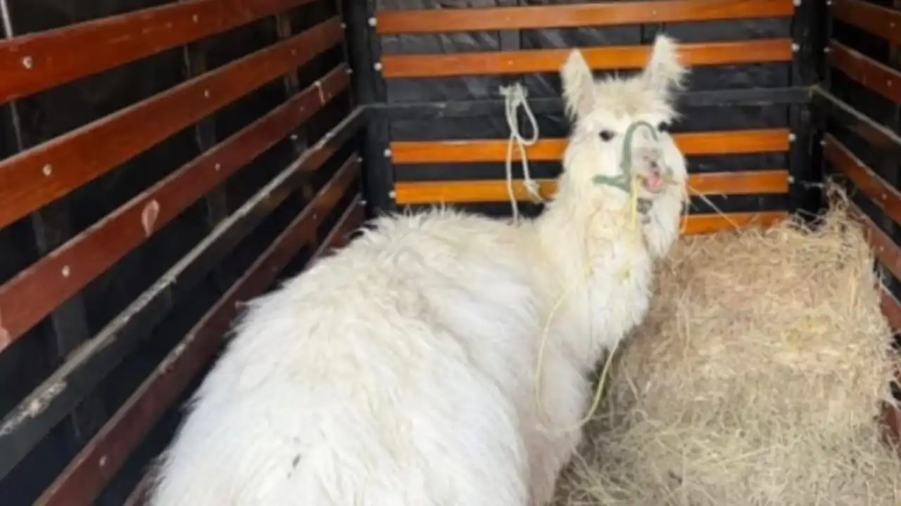 Rescatan en Bogotá a 'Chacarito', una llama usada para fotos en espacio público