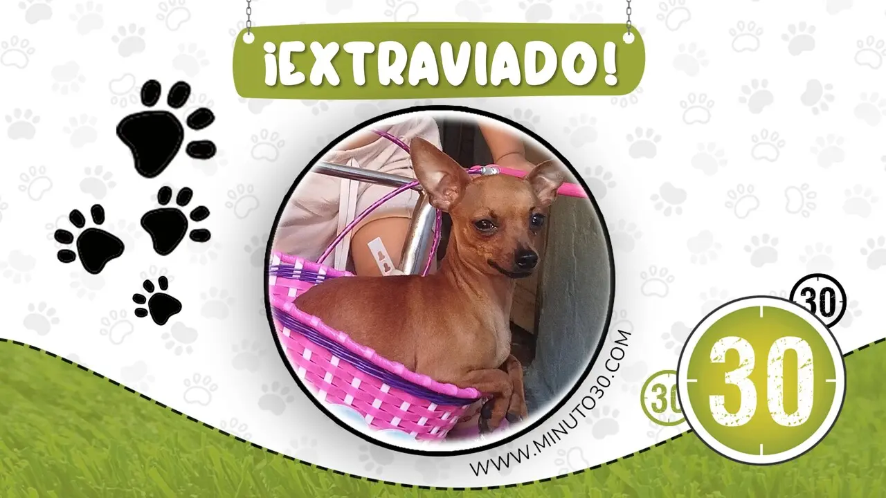 Familia busca desesperadamente a Tokio, perrito extraviado en el barrio Enciso