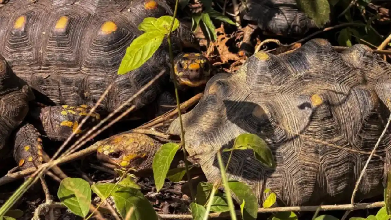 90 tortugas volvieron a la libertad tras rehabilitación en el Valle de Aburrá