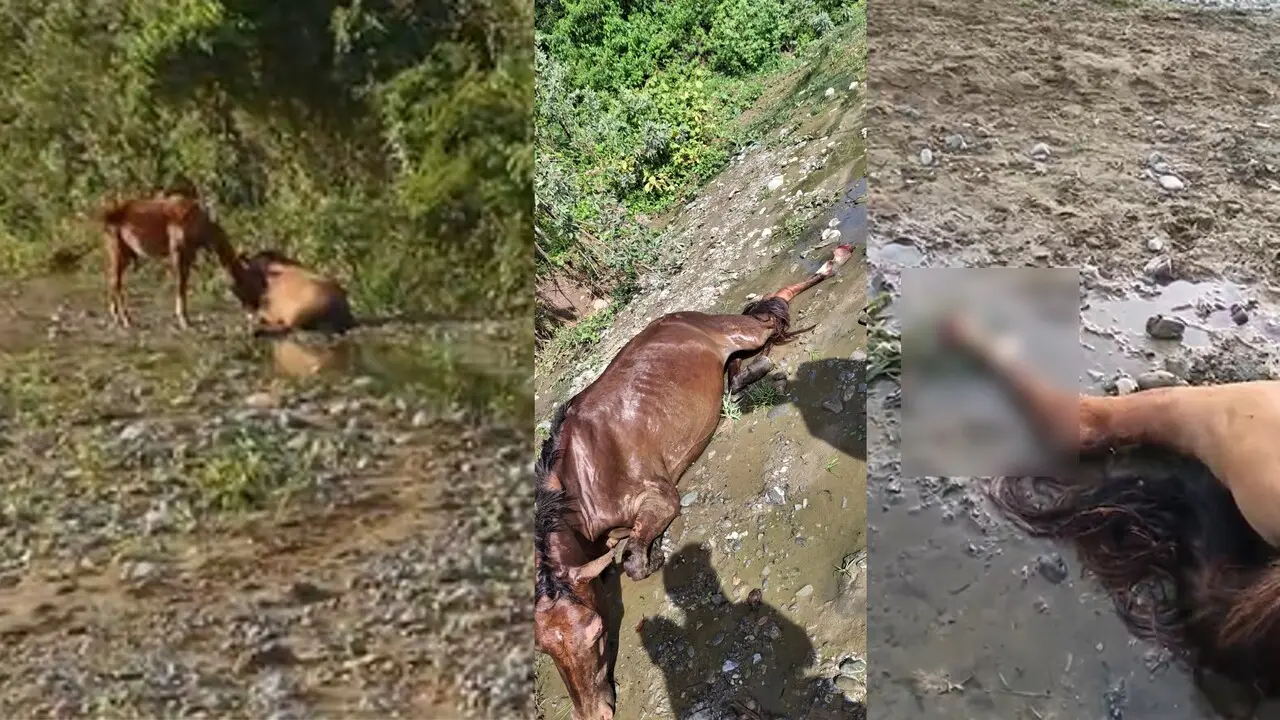 ¡SOS URGENTE! Yegua joven agoniza en Sopetrán y vecinos de la vereda Juntas piden ayuda 1 yegua malherida en la vereda Juntas de Sopetrán