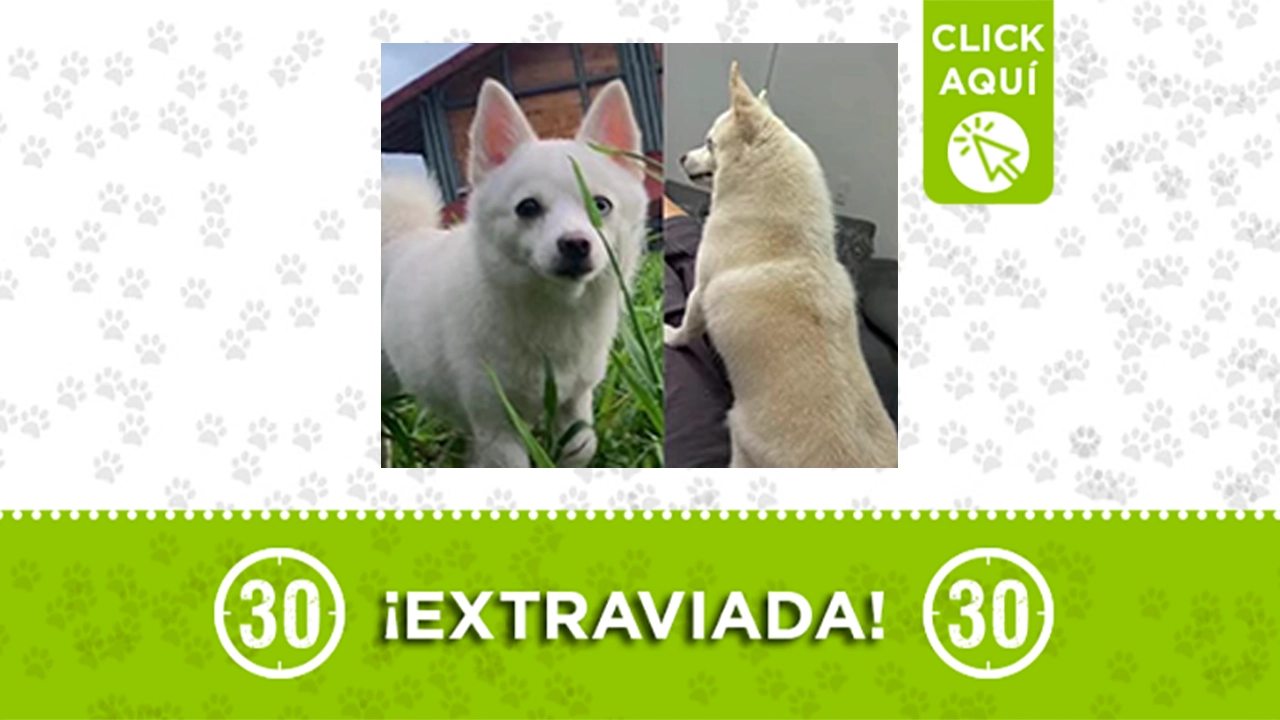 ¡Ayúdanos a encontrar a Kiara! Perrita extraviada 