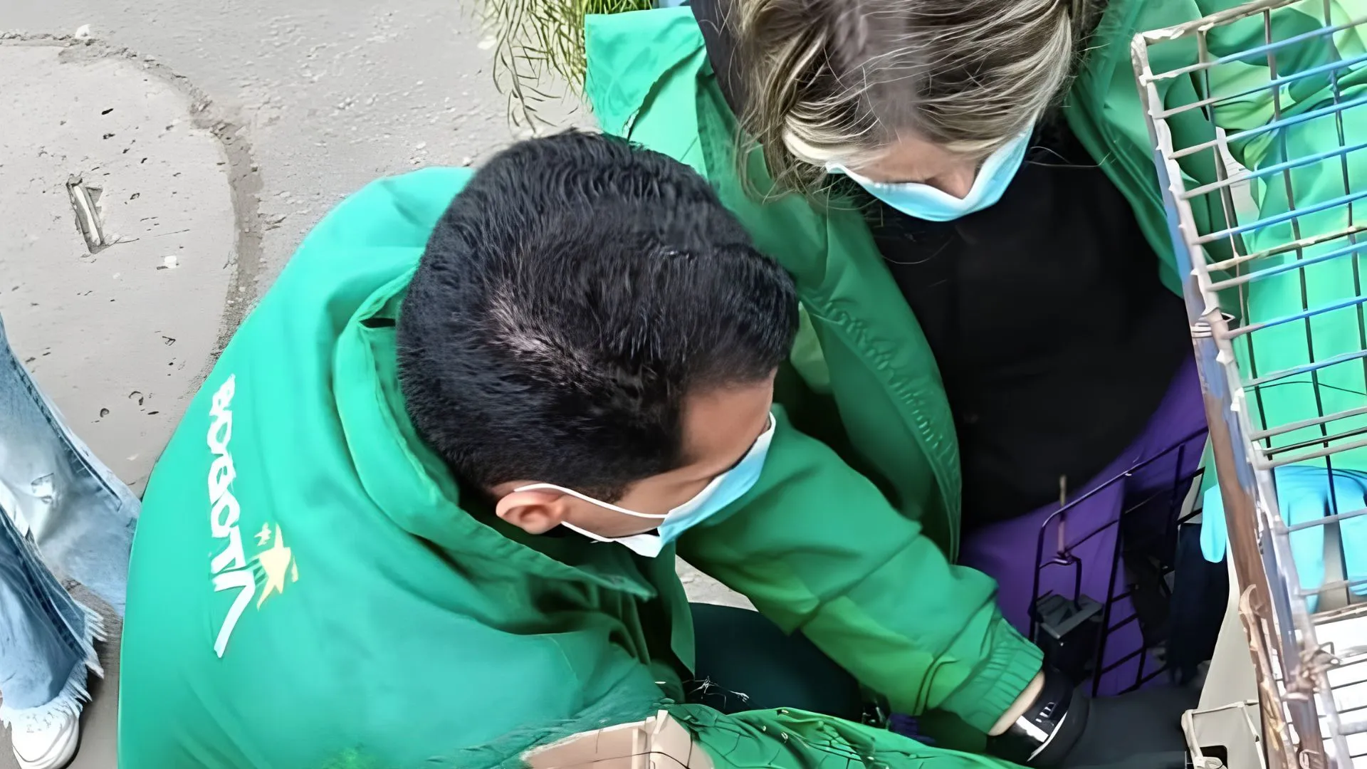 ¡Indignación en Bogotá! Investigan presunto maltrato contra ovejas del Cabildo Muisca de Suba