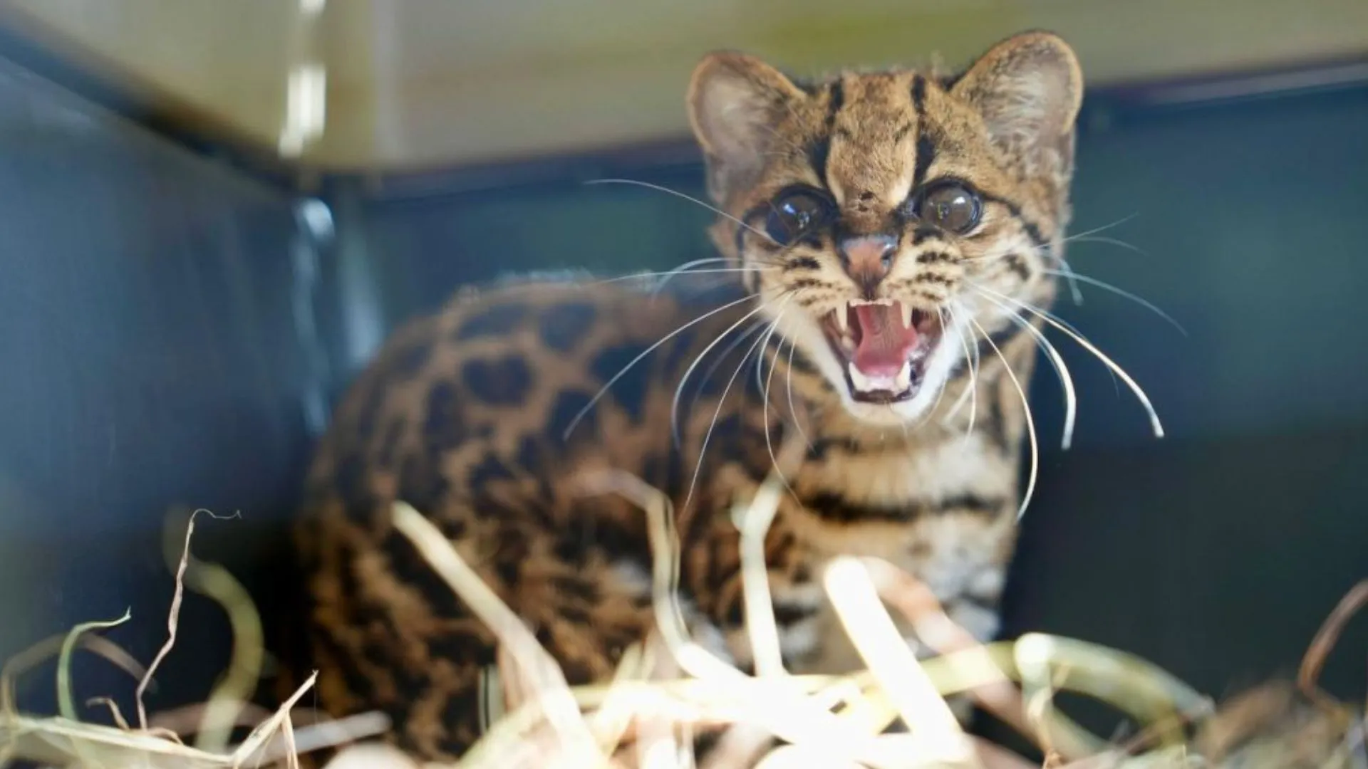 ¡Final feliz! Una hembra de ocelote recupera su libertad tras meses de rehabilitación en Antioquia