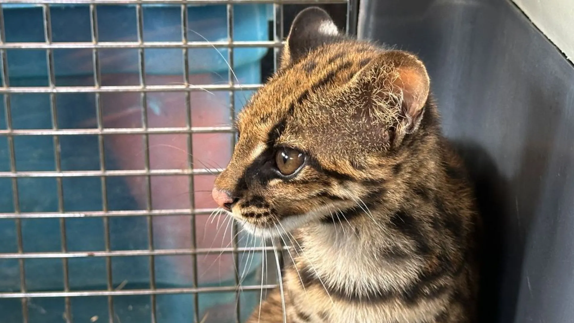 ¡Final feliz! Una hembra de ocelote recupera su libertad tras meses de rehabilitación en Antioquia