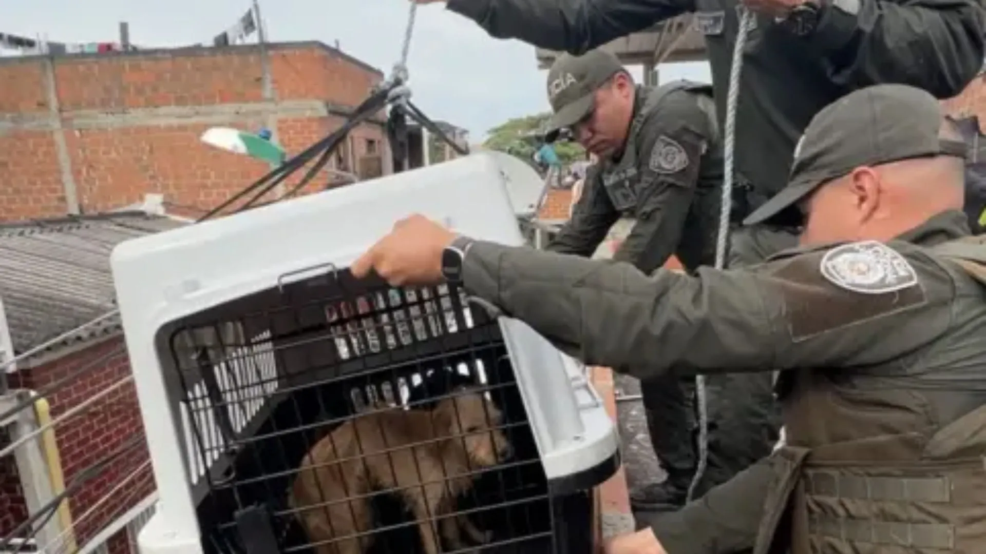 ¡Operativo histórico en Cali! Rescatan tres perritos en estado crítico y aplican por primera vez la Ley Ángel