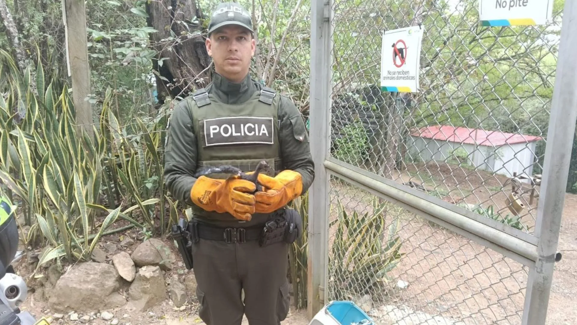 ¡Golpe al tráfico de fauna! Incautan 15 cerdos y un ave silvestre durante operativos ambientales en Antioquia 3 ¡Golpe al tráfico de fauna! Incautan 15 cerdos y un ave silvestre durante operativos ambientales en Antioquia